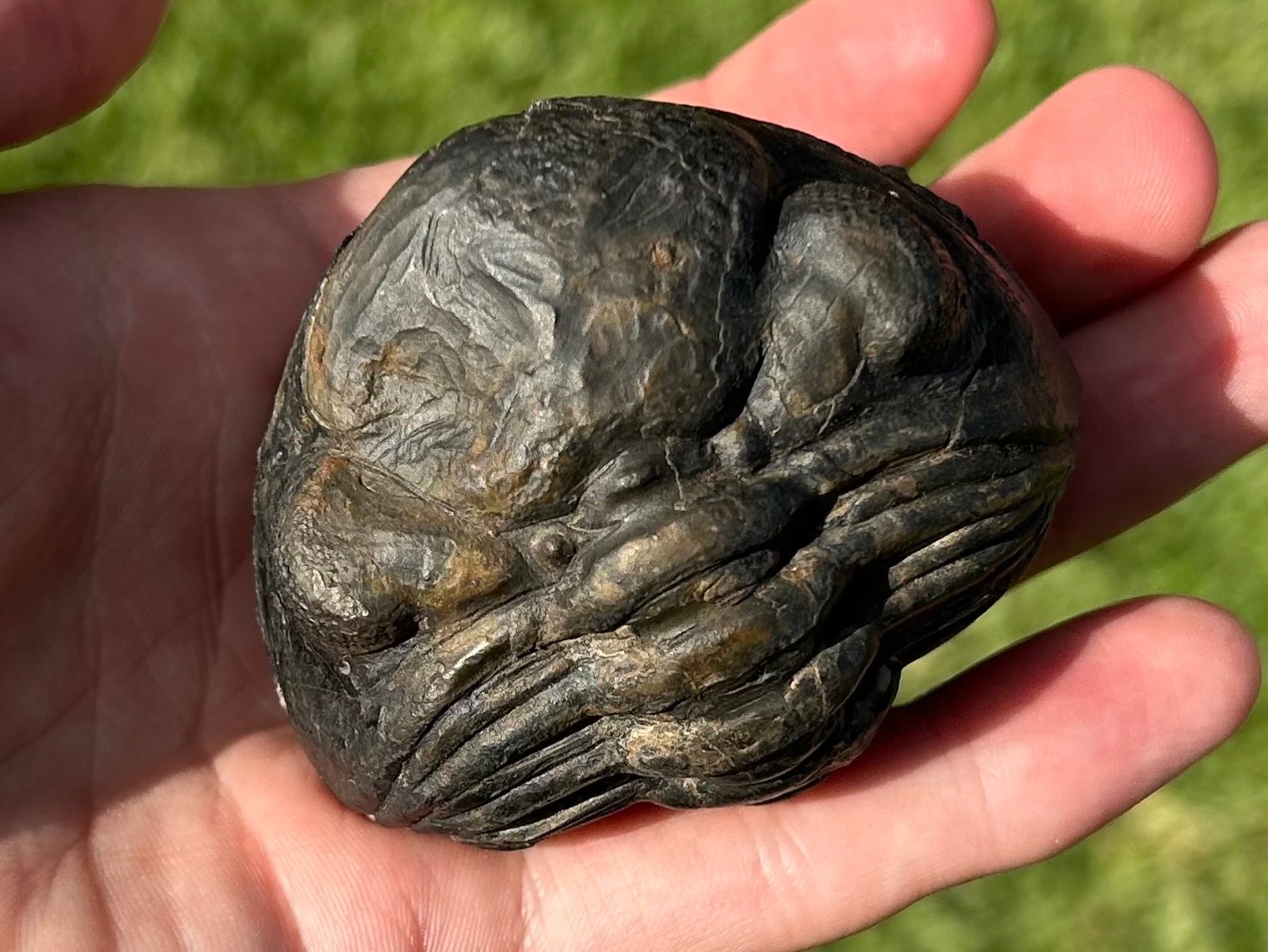 HUGE Pedinopariops Fossil Trilobite Morocco Devonian Age Bug