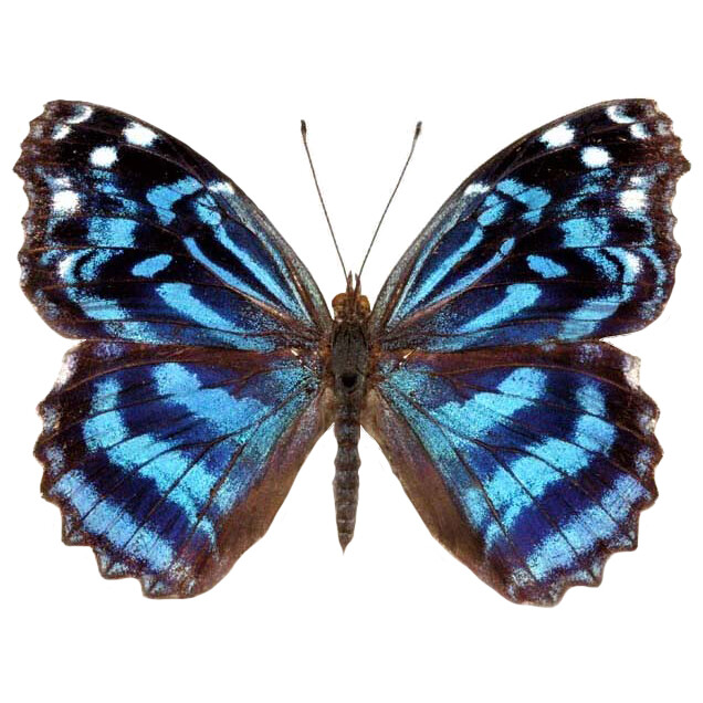 Myscelia ethusa blue purple butterfly Costa Rica unmounted wings closed