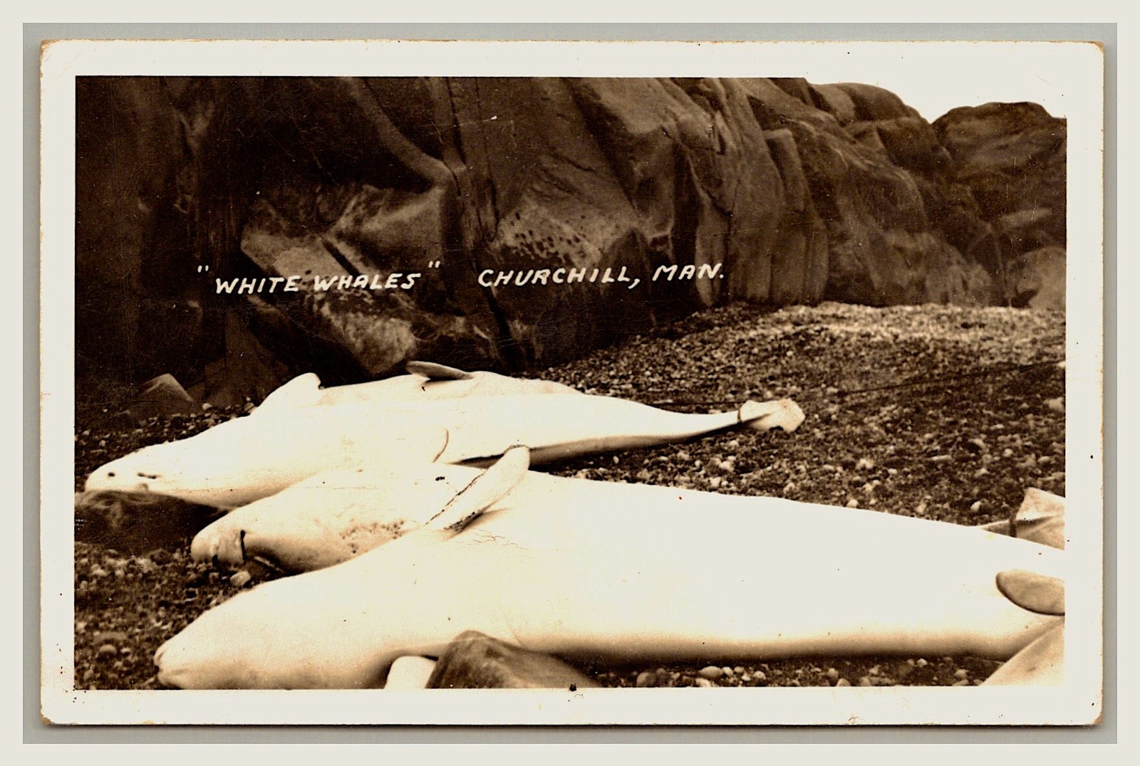 RPPC White Whale after whaling hunting Churchill Maniotba