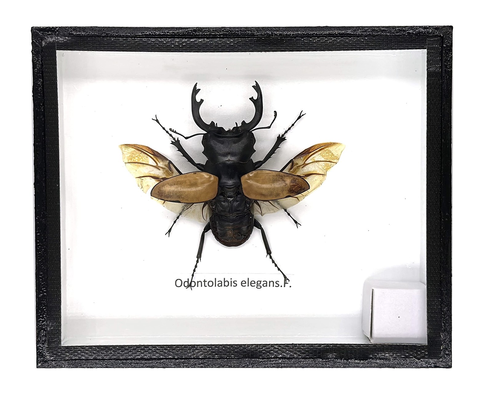 Real Exotic Stag Beetle (Odontolobis Elegans) Open Wings - Taxidermy Insect B...
