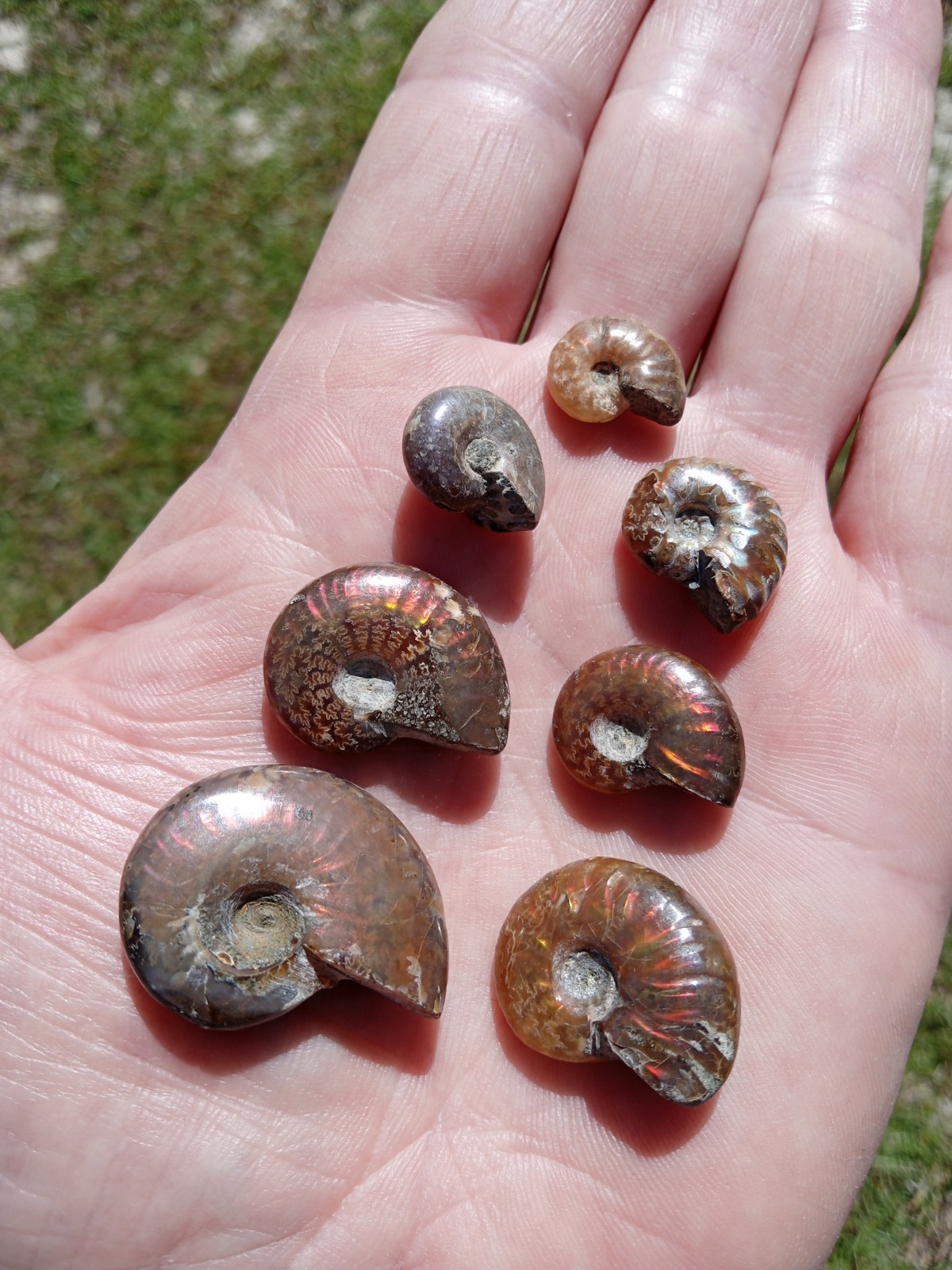 Lot of 7 Nice Fossil Ammonites Opalized Specimens Flashing Colors of Red, ++ A3