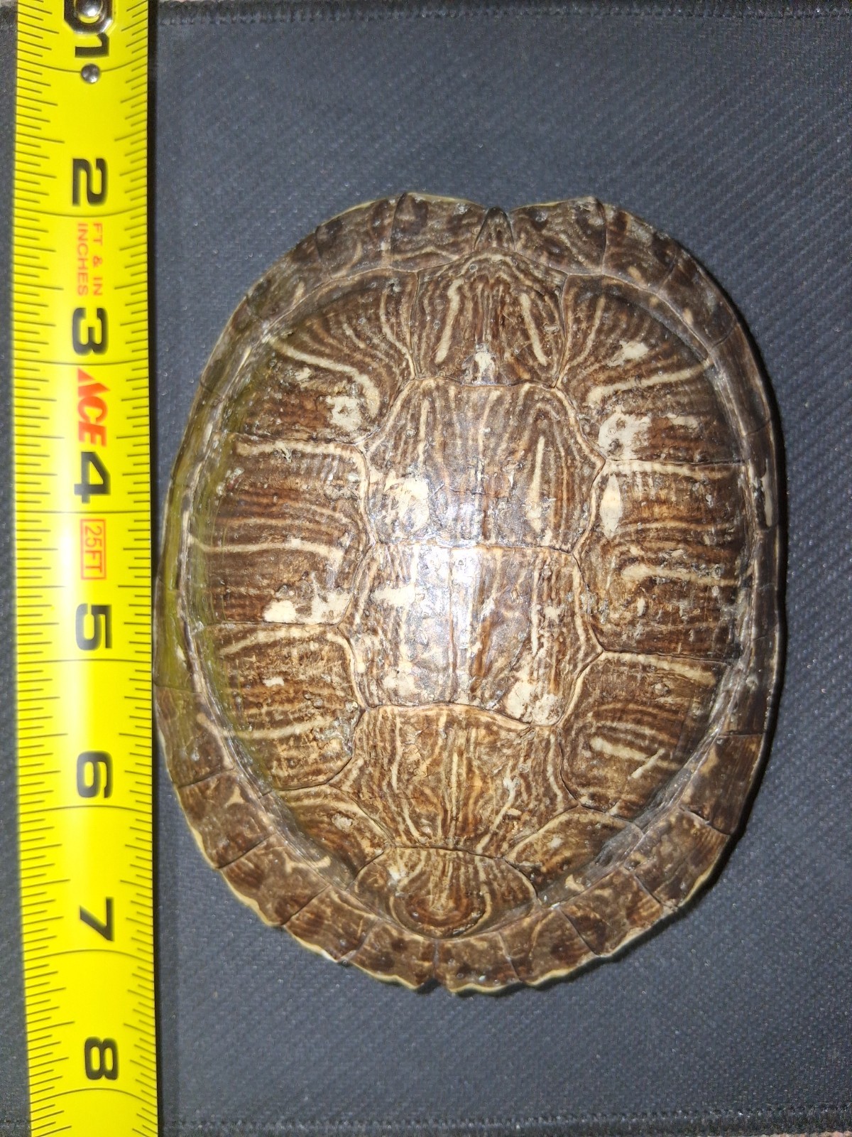 Red Eared Slider Turtle Shell