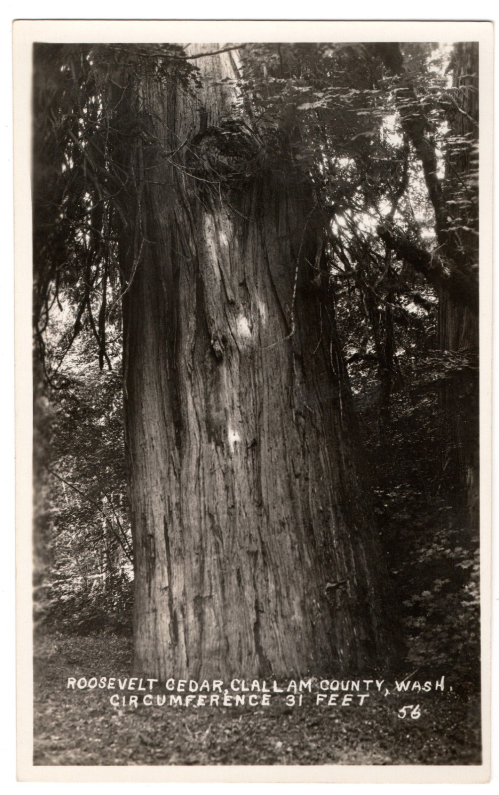 RPPC Roosevelt Cedar Clallam County WA Giant Big Tree 31 Ft Vintage Postcard