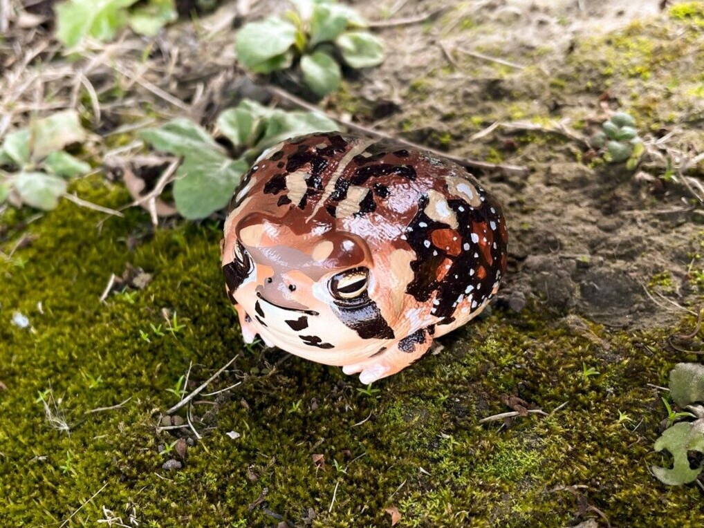 Animal Heavenly Body Breviceps Adspersus Common Rain Frog Statue