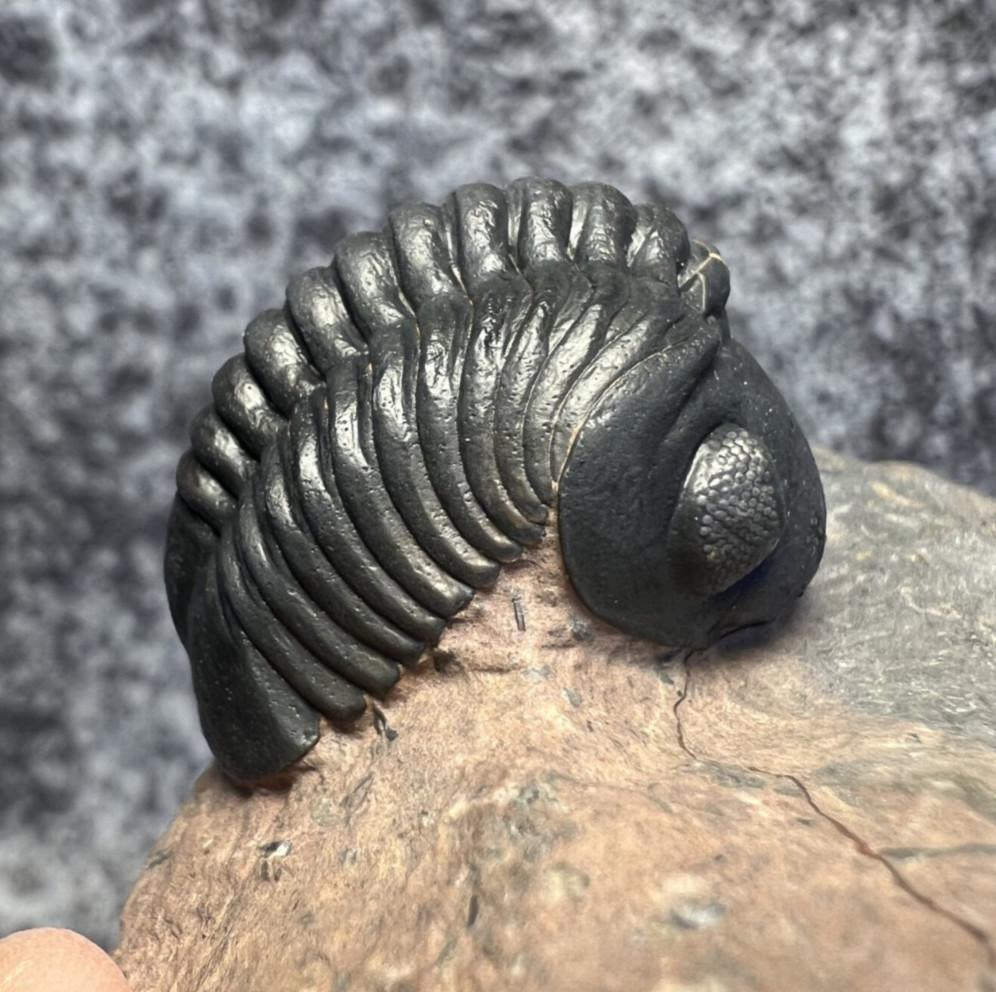 Reedops sp. Trilobite Fossil – Beautifully Preserved Specimen