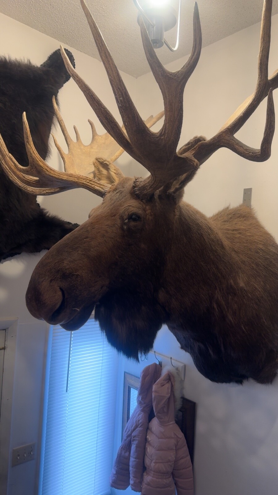 mounted moose head from Alaska