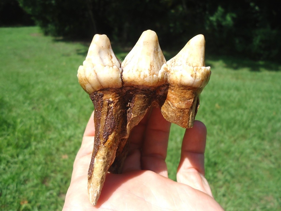 BEAUTIFUL EXTINCT MEGAFAUNA MAMMAL TOOTH FLORIDA FOSSILS ICE AGE JAW BONES FL @