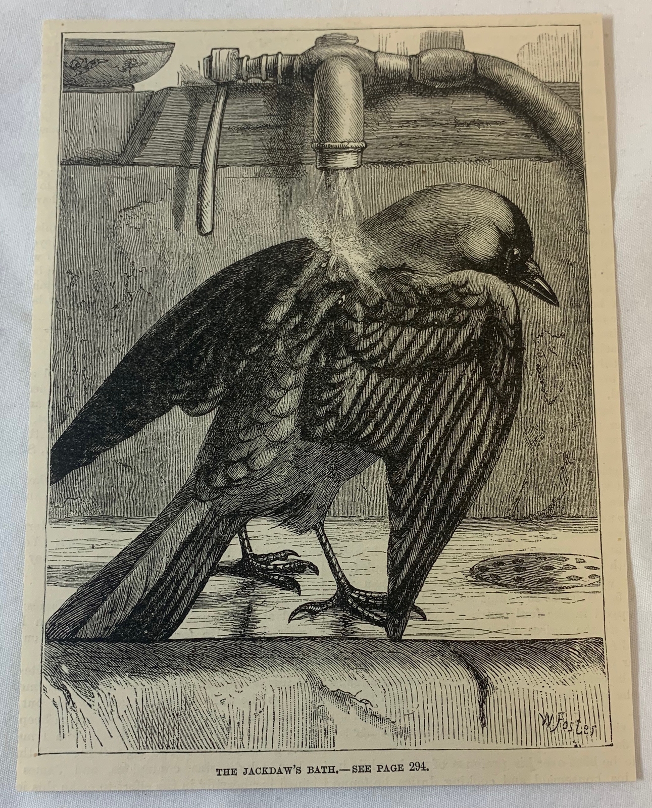 1884 magazine engraving ~ JACKDAW'S BATH