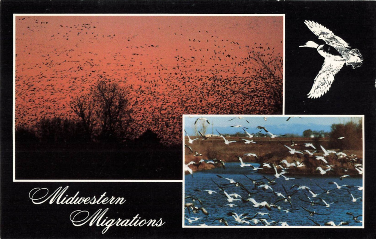 Postcard Midwestern Migrations Fowls in Flight Birds Sunset