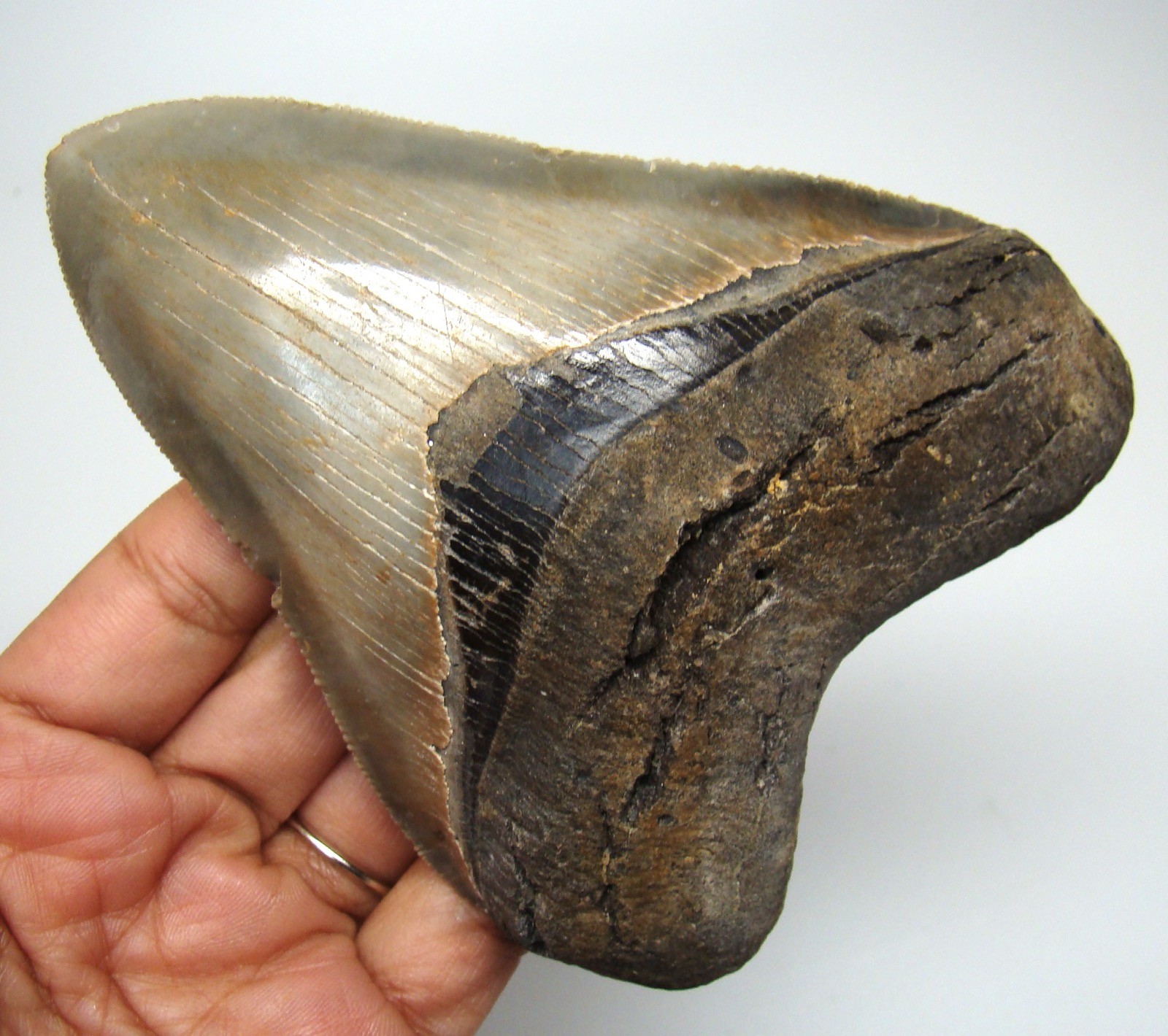 MEGALODON Shark Tooth 4.48” High Quality MEG REAL Fossil Shark NO Restorations