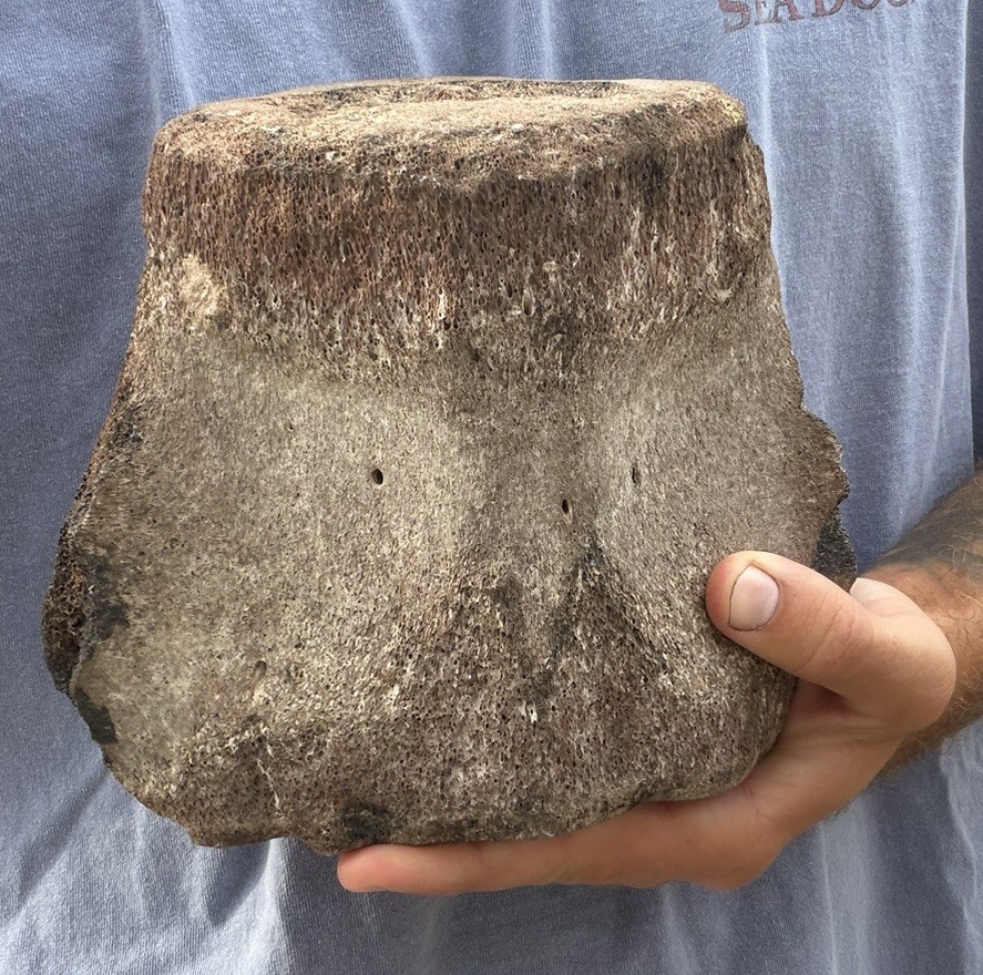 GIANT MEGALODON ERA LEVIATHAN CETACEAN VERTEBRA FOSSIL BACK BONE 6 X 6