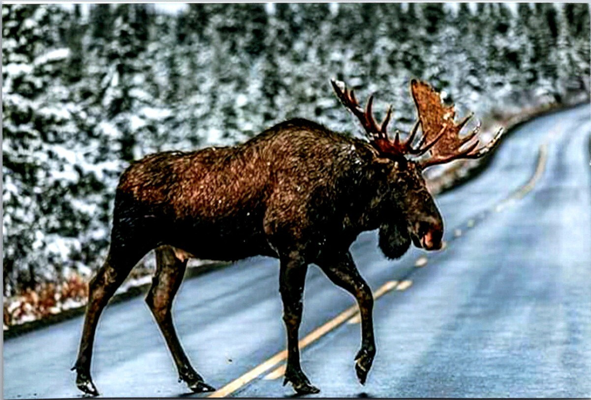 Bull Moose Walking On Snowy Street Winter Wildlife Photograph Print [AB]