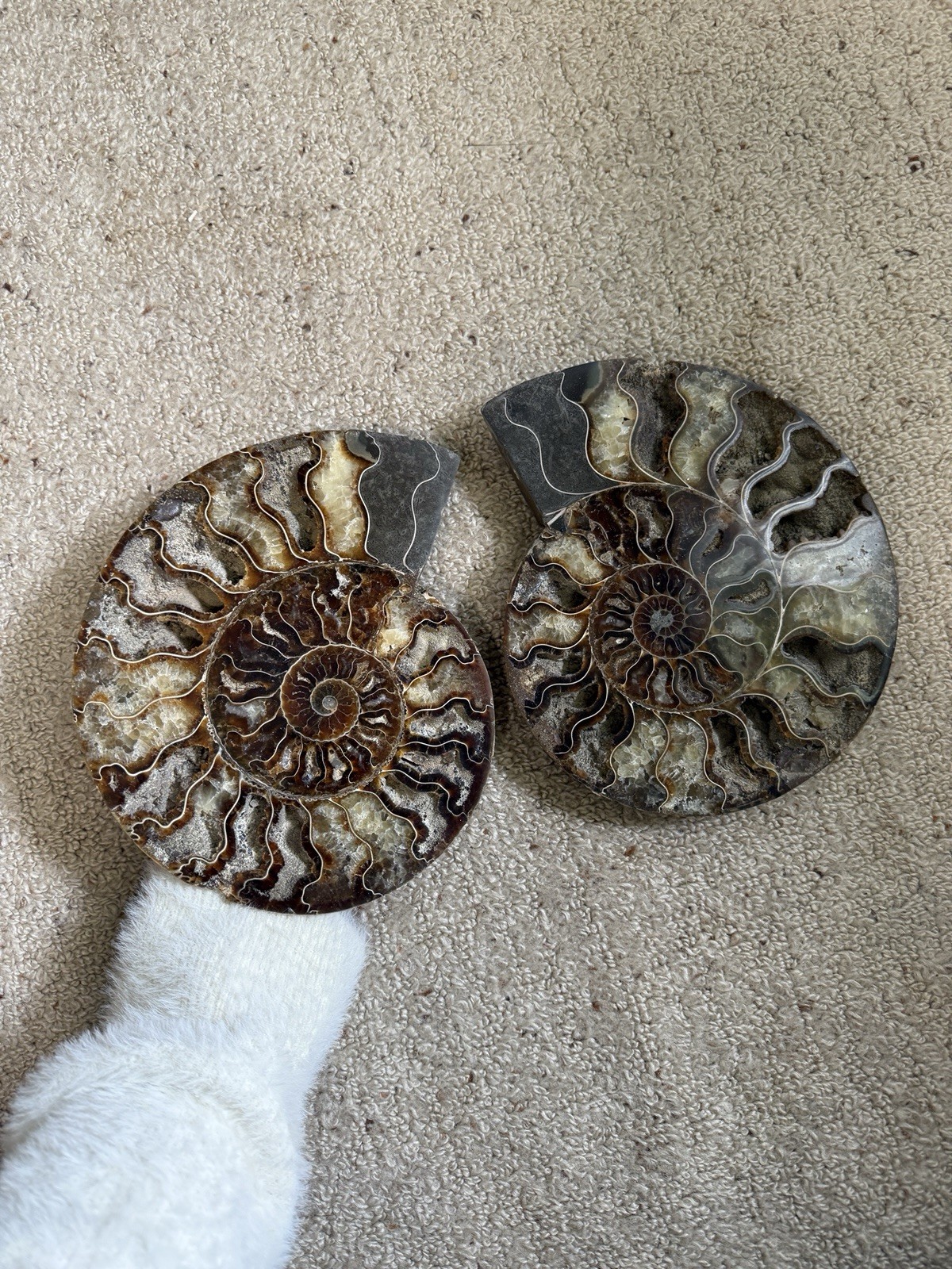 Pair of Ammonite Fossil Slices Fossils - Matching Split Halves