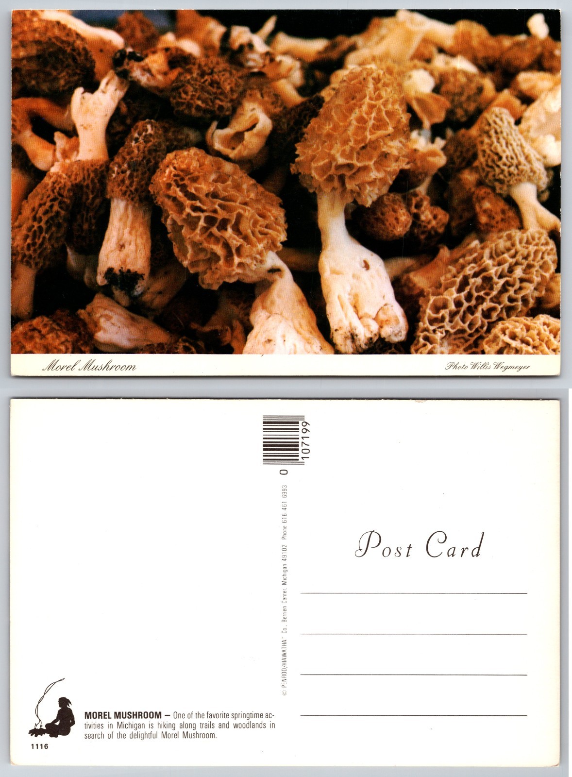 Continental Morel Mushroom Postcard