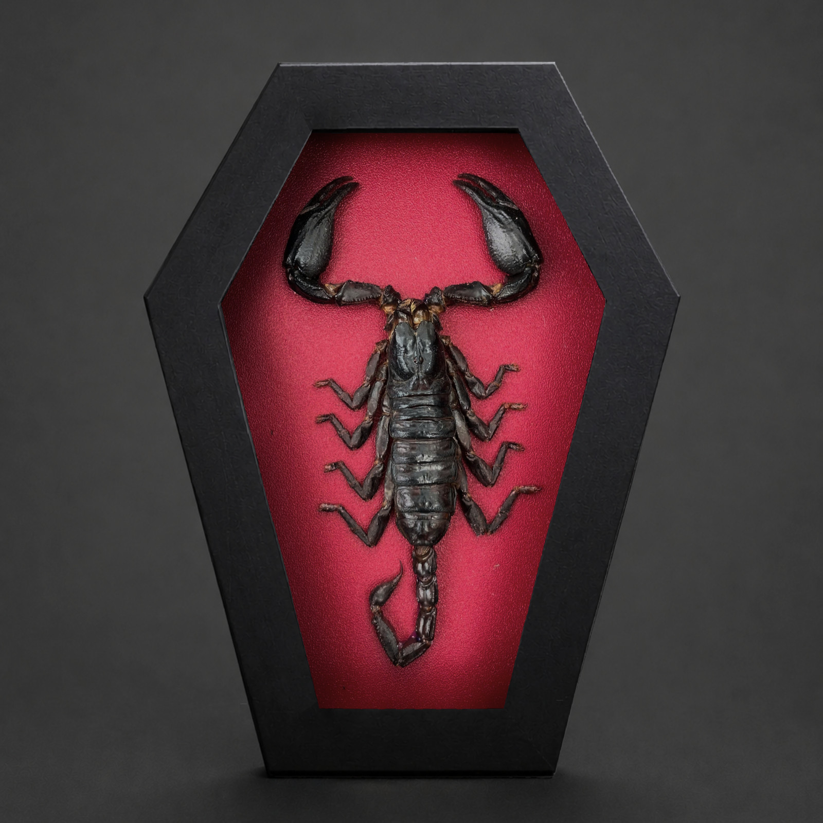 Scorpion Taxidermy Coffin Frame Real Insect Specimen Gothic Home Decor