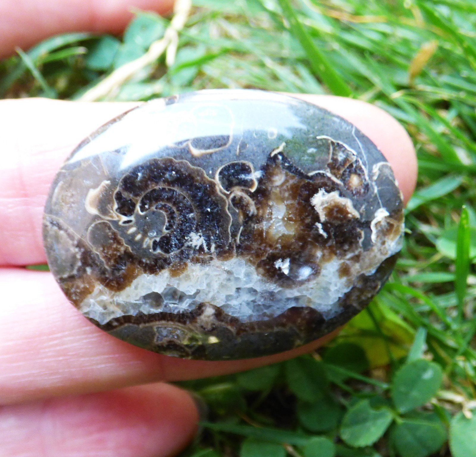 Jurassic Fossil Ammonite Marston Magna Marble Promicroceras Marstonense Cabochon