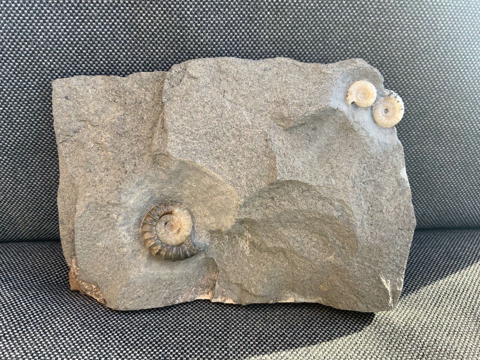 Promicroceras Sp Fossil Ammonite Multi, Jurassic Coast, Lyme Regis, Dorset, UK