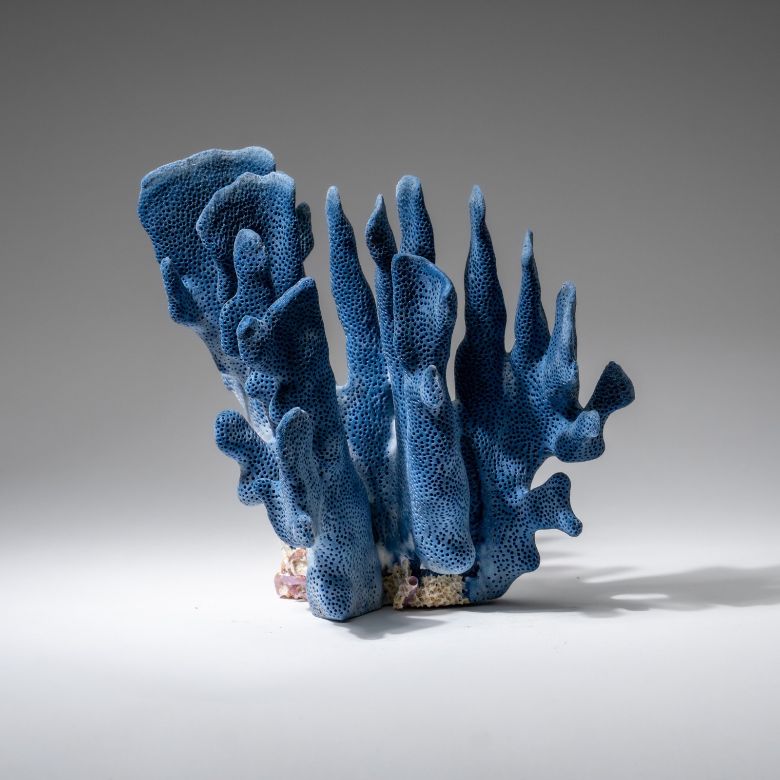 Genuine Blue Ridge Coral (4