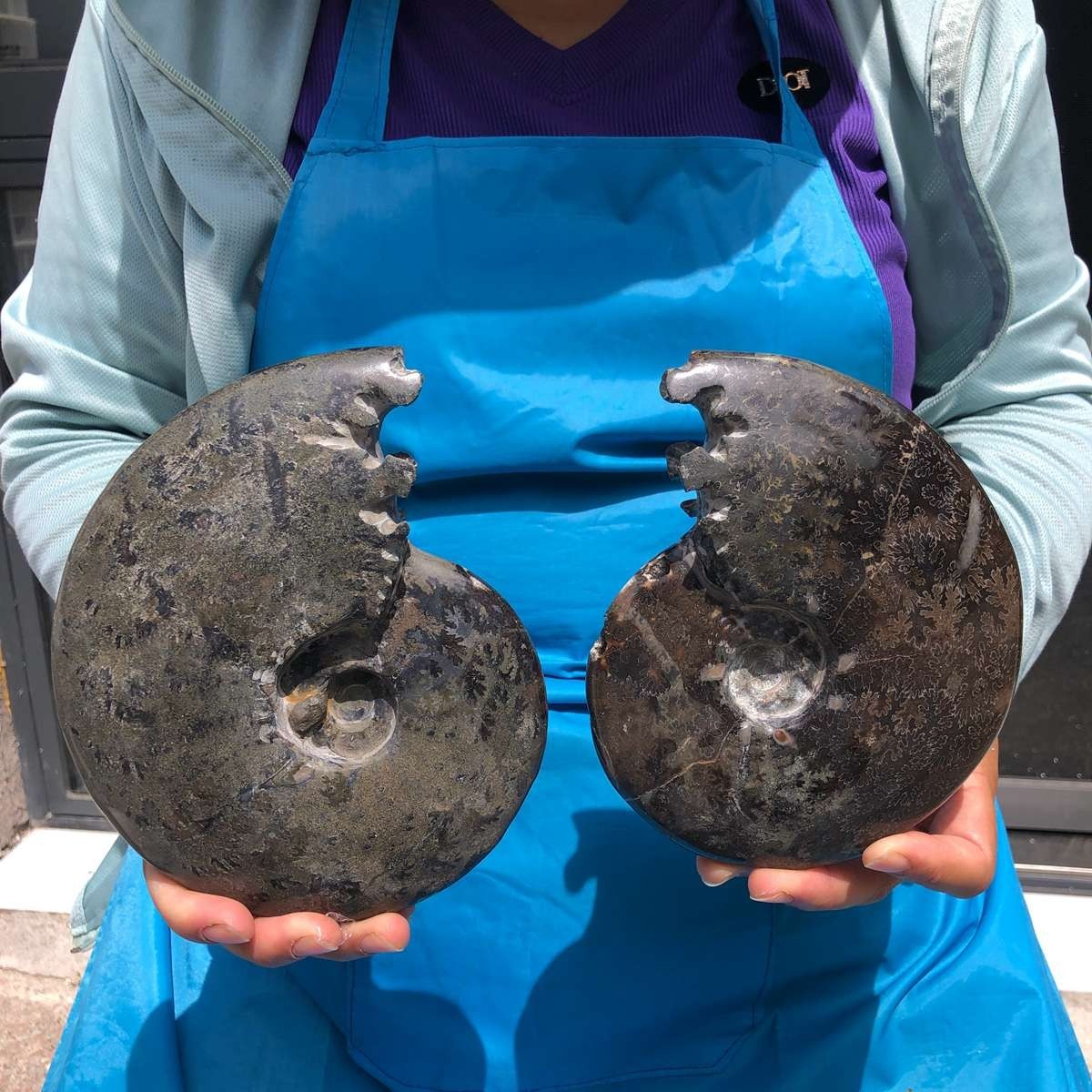 2 pcs 3.63 LB Natural Ammonite Fossil Polished Large Display Piece Healing 6812
