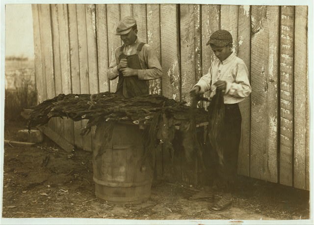 Photo:Woodburn Kentucky 1916 Tobacco Harvesting Boys Lester Daniel Hine