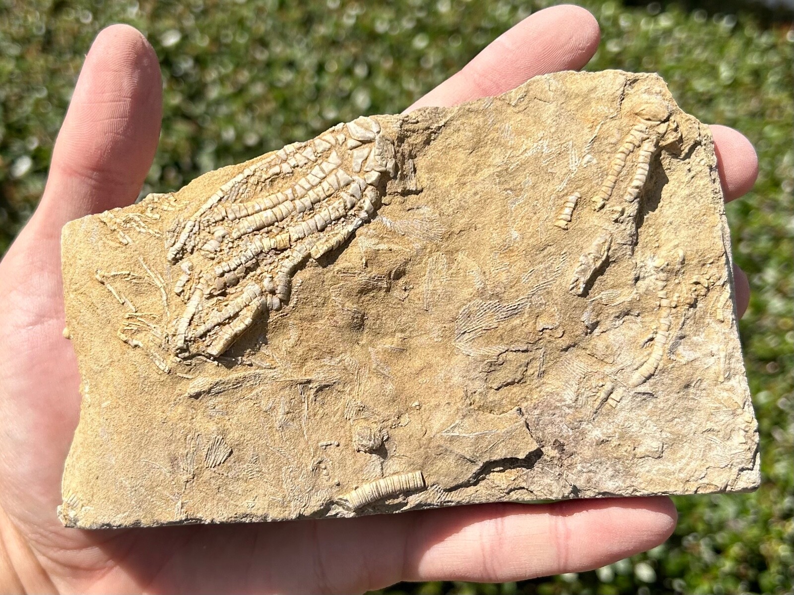 Fossil Crinoid in Matrix Oklahomacrinus alva Alabama Bangor Limestone Fm NICE