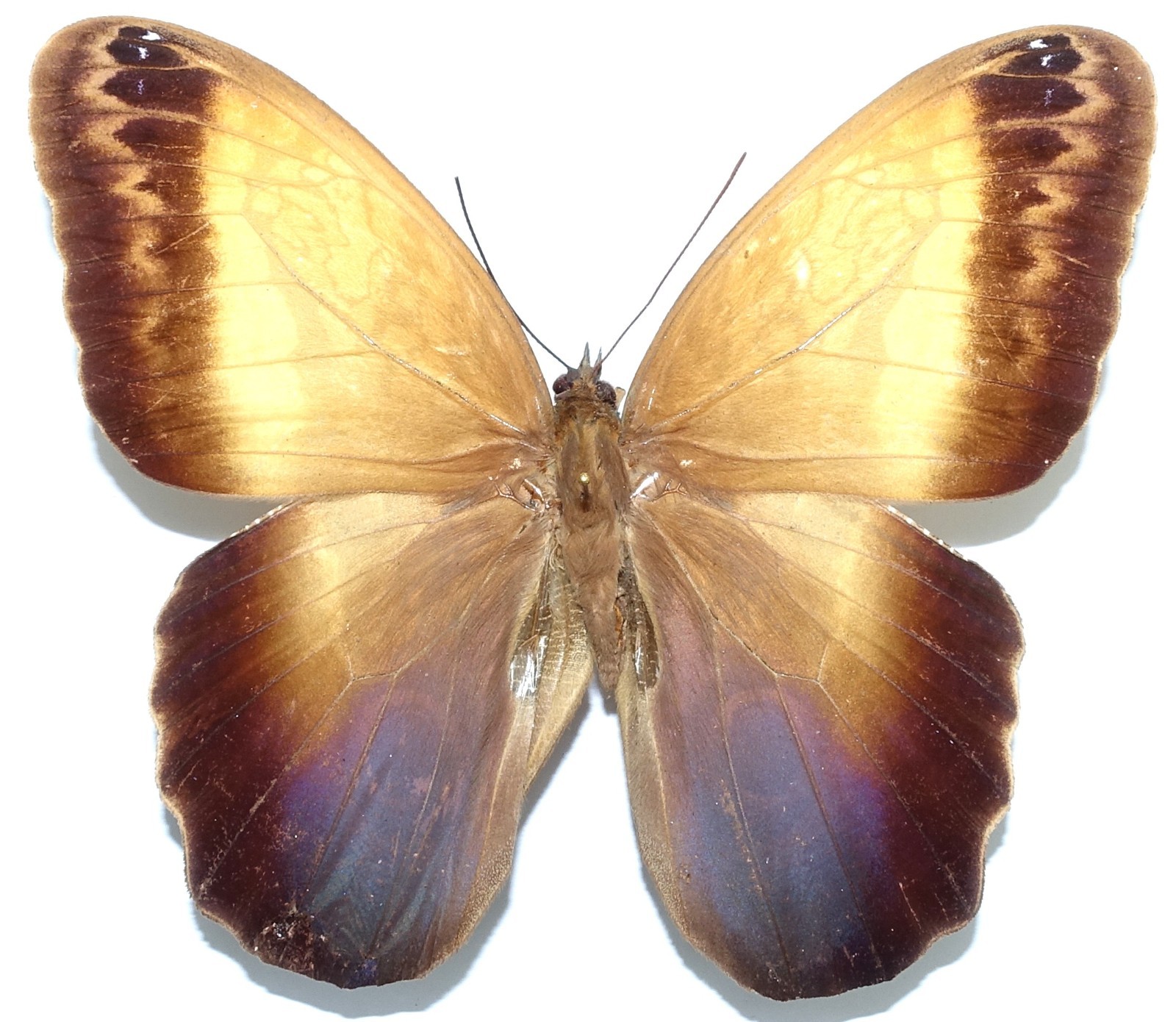 CALIGO ARISBE FROM PONTA GROSSA, PARANA, BRAZIL ++VERY RARE++