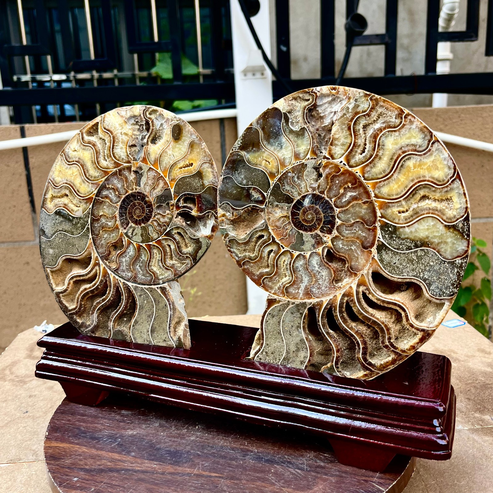 6.34LB Natural conch slice a pair Sea Conch Crystal Specimen Slice Healing
