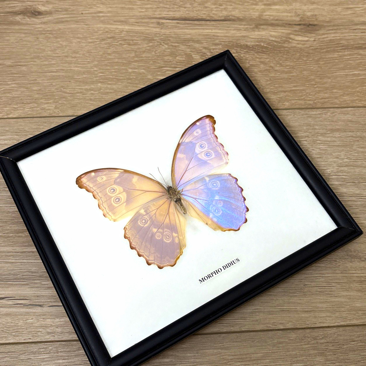 Morpho Didius RARE COLOR FEMALE 5” Wingspan Framed Butterfly Taxidermy Vintage