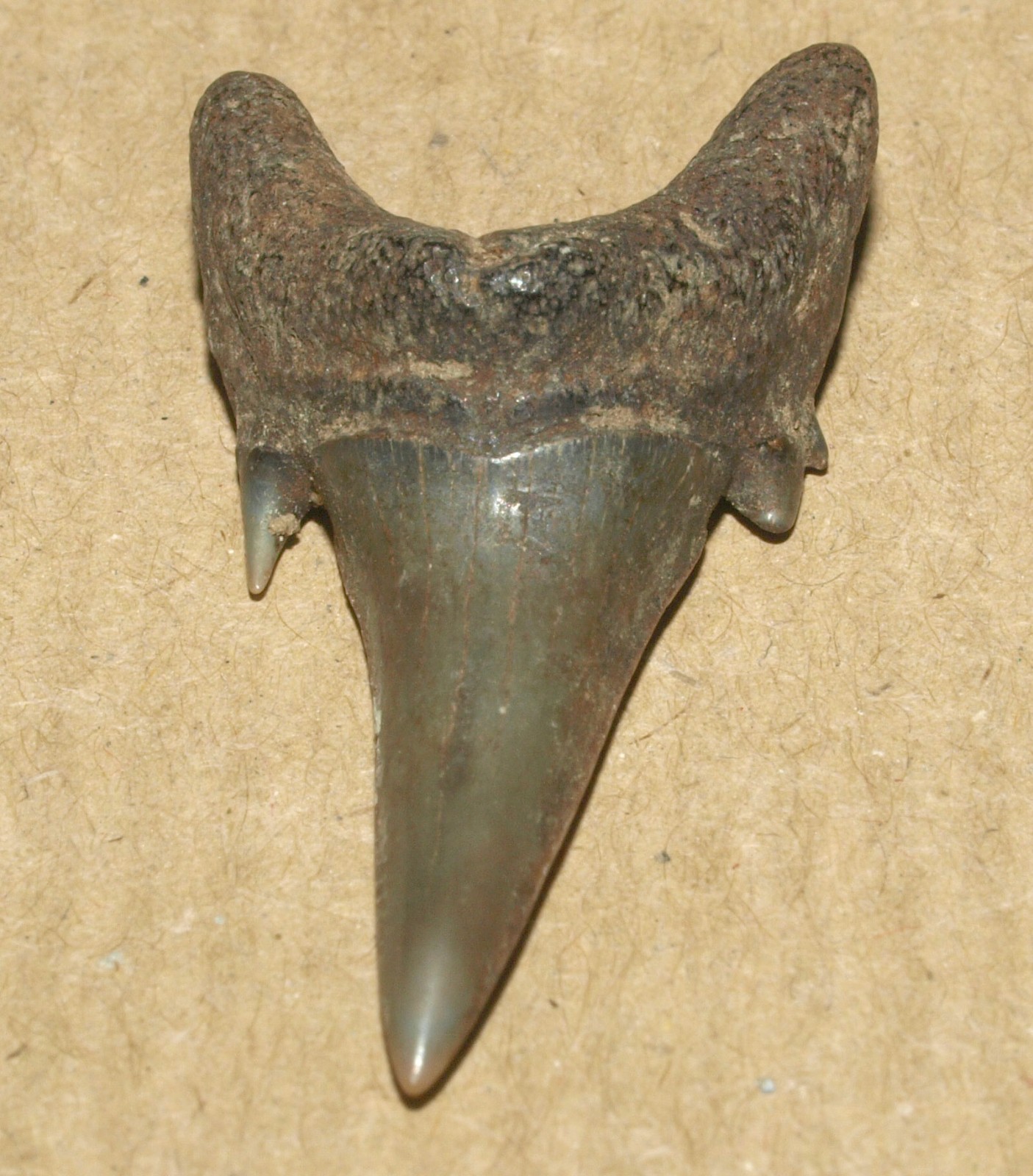 VERY NICE Jaekelotodus trigonalis -Paleogene shark tooth, Sverdlovsk reg. Russia