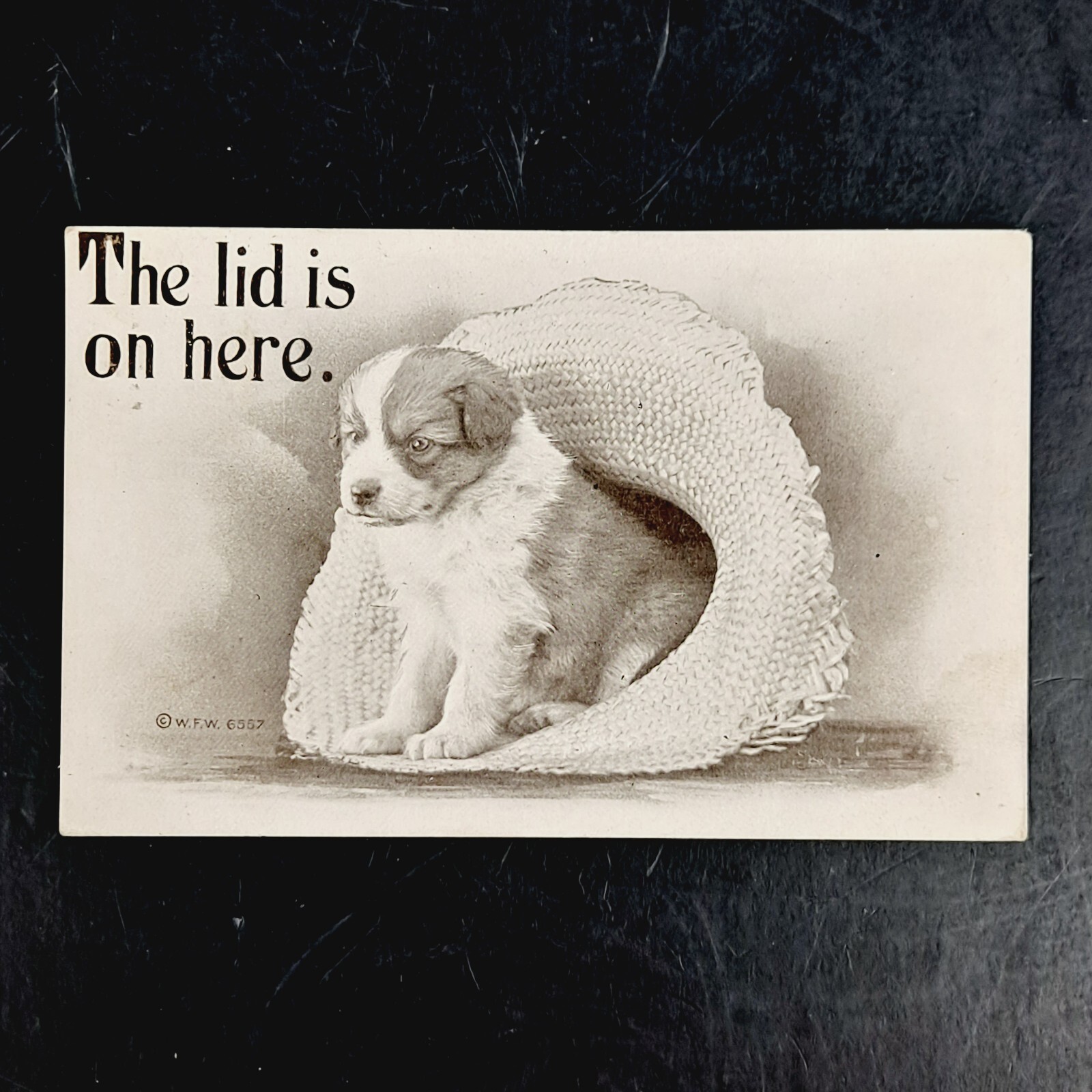 Antique 1909 W.F. Williams Postcard of Puppy In Hat The Lid Is On Here Posted