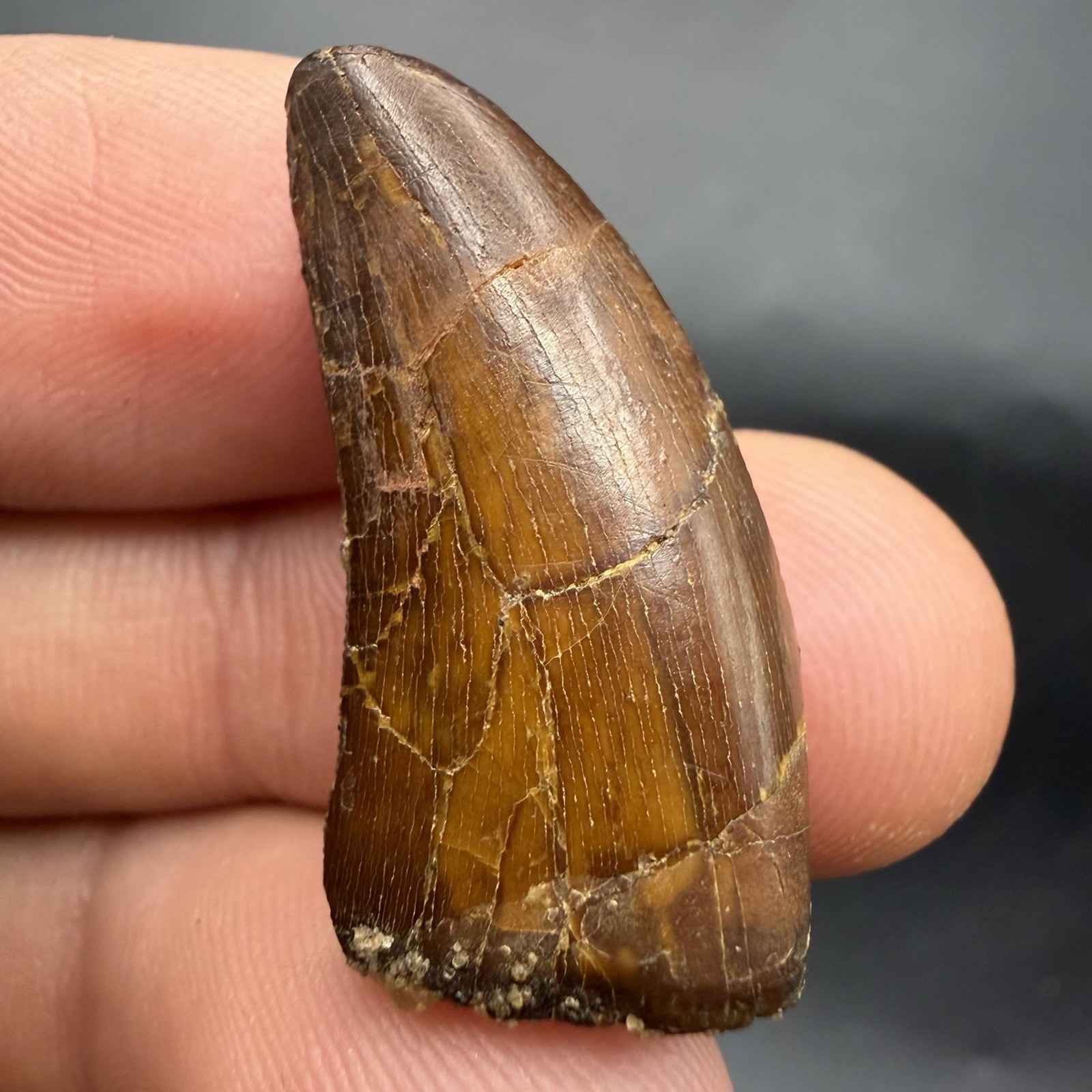 TYRANNOSAUR TOOTH REAL DINOSAUR TOOTH FOSSIL 1.25” POSSIBLE NANOTYRANNUS
