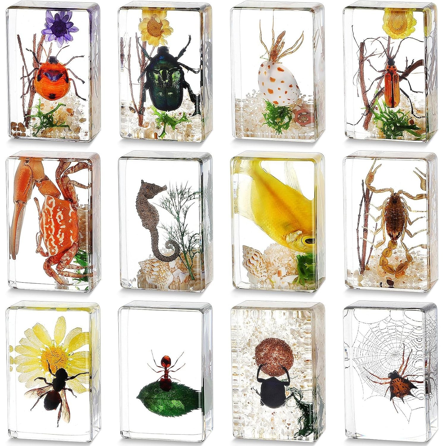 12 Unique Insect Specimens in Resin: Educational Bug Collection Kit for Kids