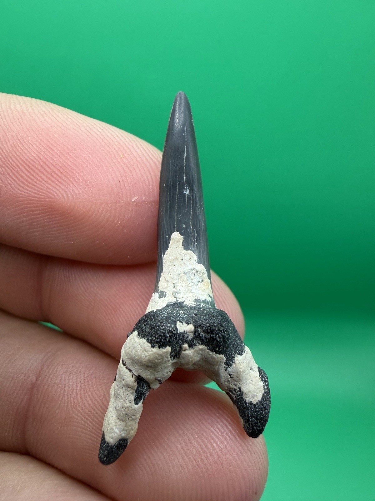 Sandtiger Shark Tooth - Venice Florida - Natural Corral Growth 