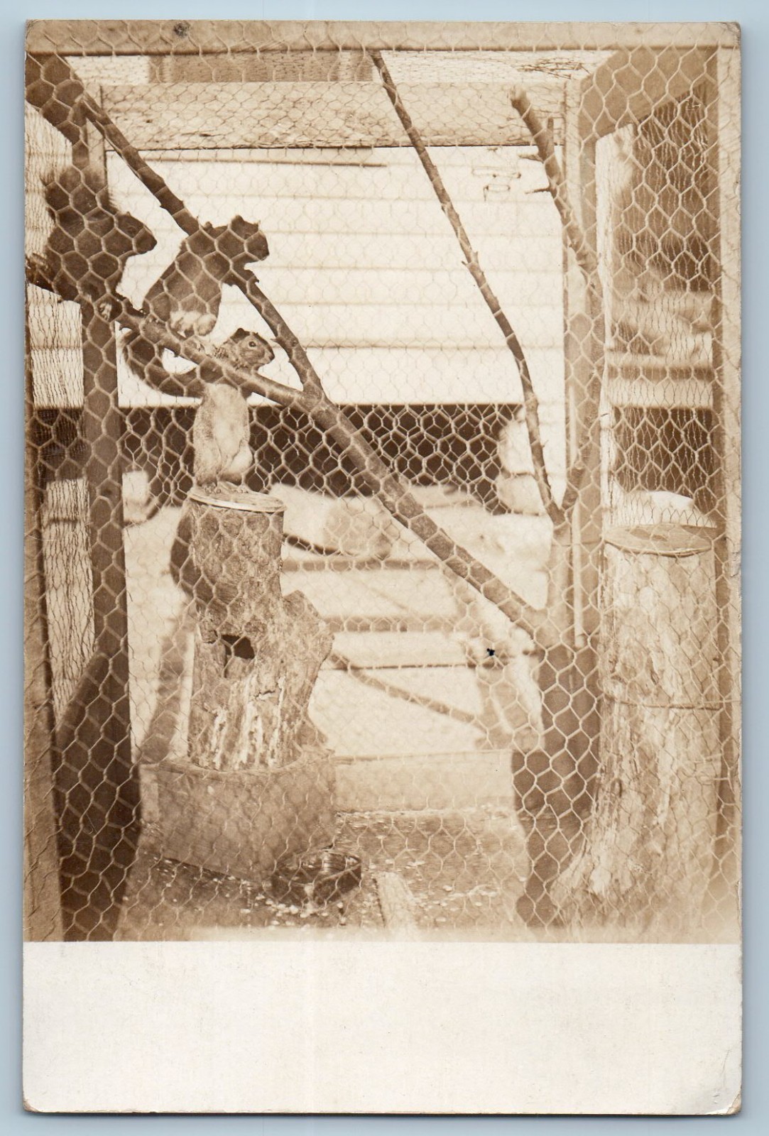 c1910's Pet Squirrels Hoboken New Jersey NJ RPPC Photo Posted Antique Postcard