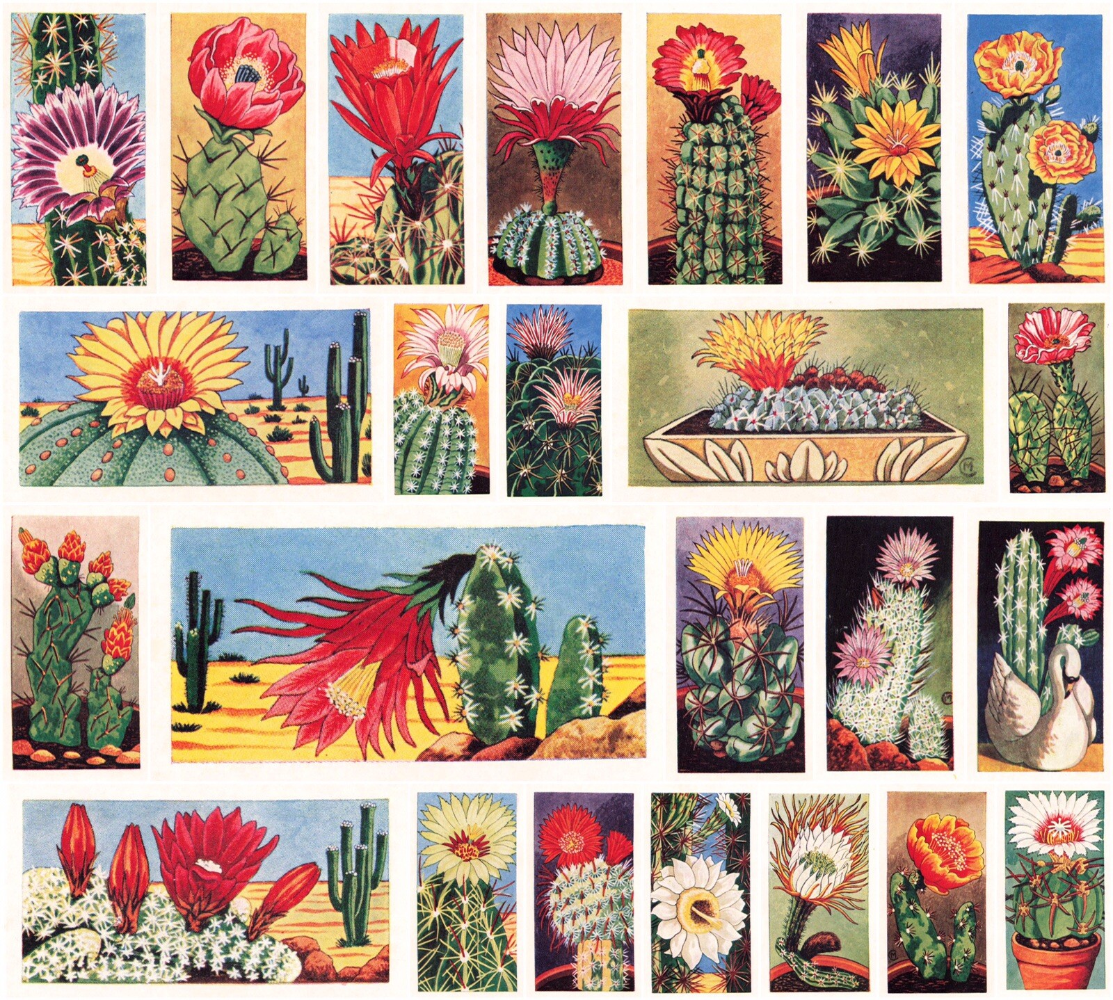 Lamberts of Norwich Cacti (1962) Very Good Condition - New Old Stock.