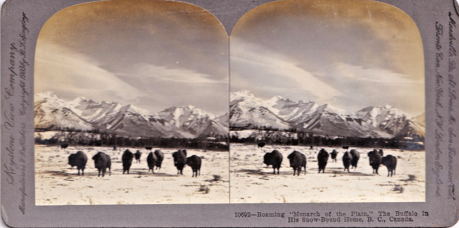 Stereoview Cards - Uncommon - Estate Liquidation Buffalo Roaming Canada, Snow