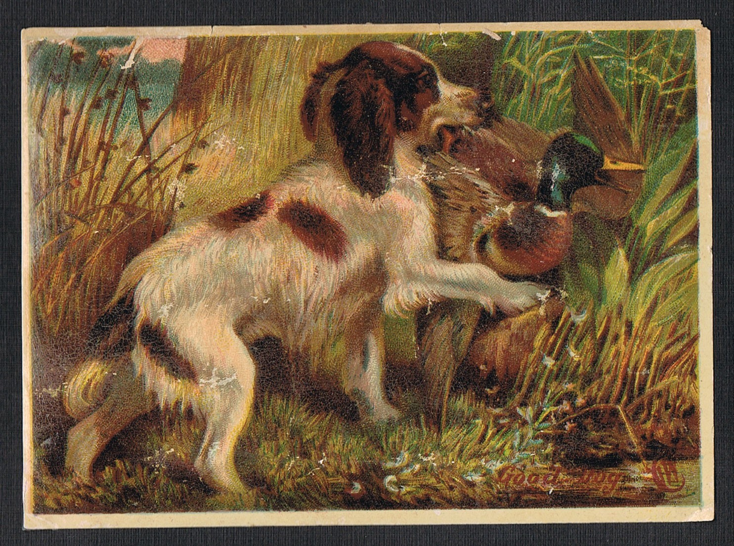 Retriever Hunting Dog Carries Duck To Hunter~GOOD DOG~c 1880s Victorian Label