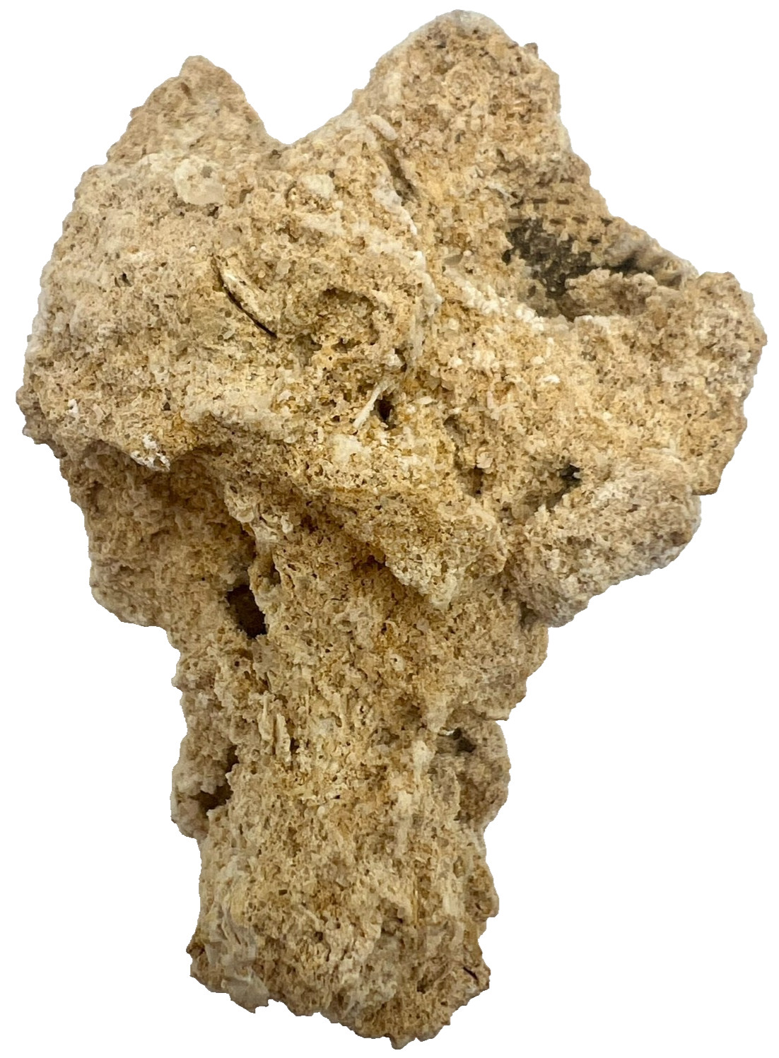 Medium Unidentified Fossil Specimen | RARE 3D Soft-Body Geometry | SEE VIDEO