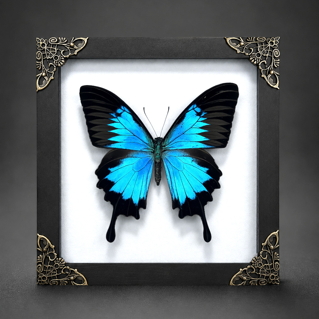 Papilio ulysses Butterfly Taxidermy Real Specimen Shadow Box Insect Wall Decor