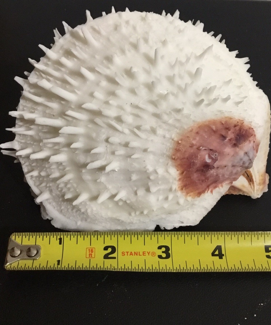 Spondylus varius| PURPLE RED | Beautiful shell