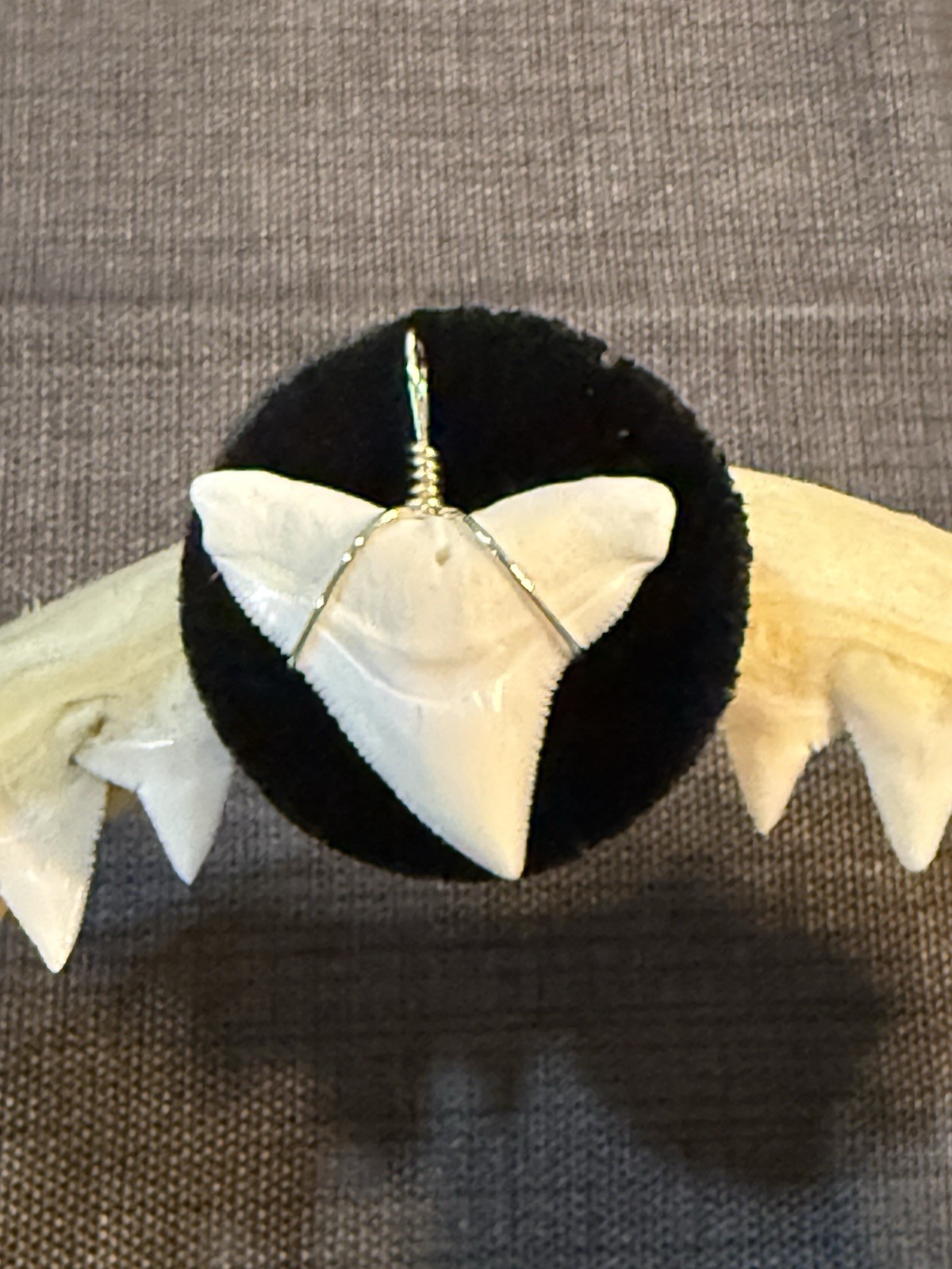 Shark tooth pendant. 1.1/8 inch modern upper Bull shark tooth ( NON ENDANGERED )