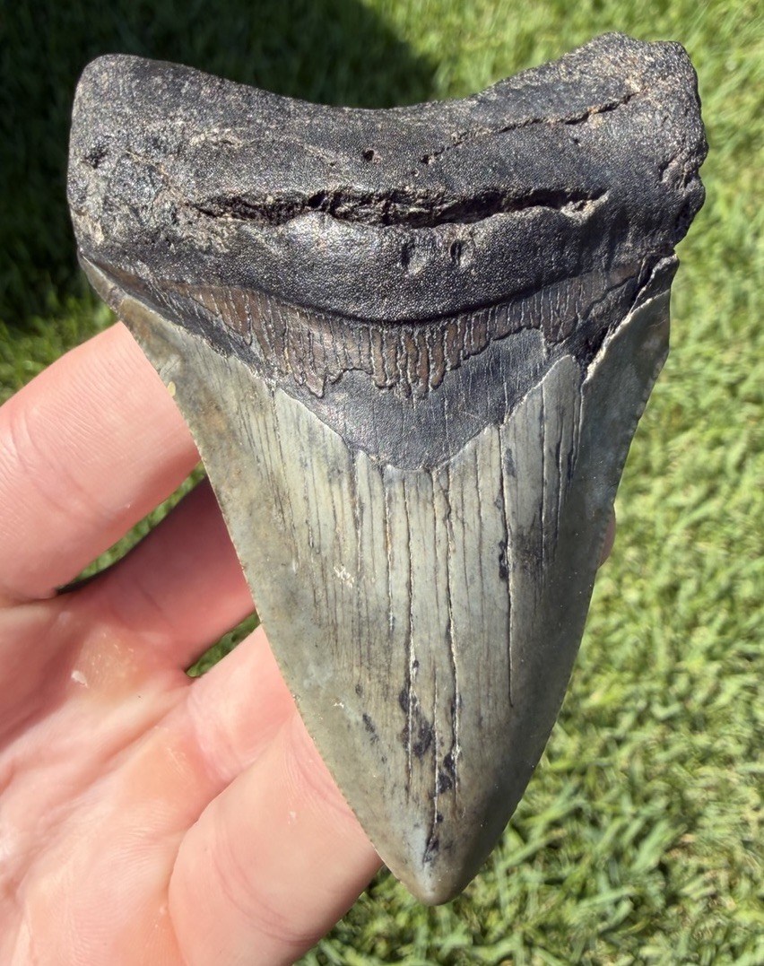 Natural 3.42” Megalodon Shark Tooth Fossil Real Shark Teeth No Restoration
