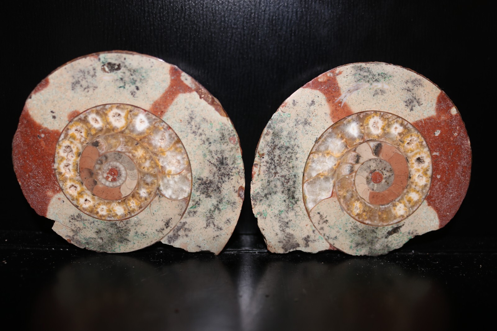 Split Timor Ammonite Pair – UV Reactive 3\