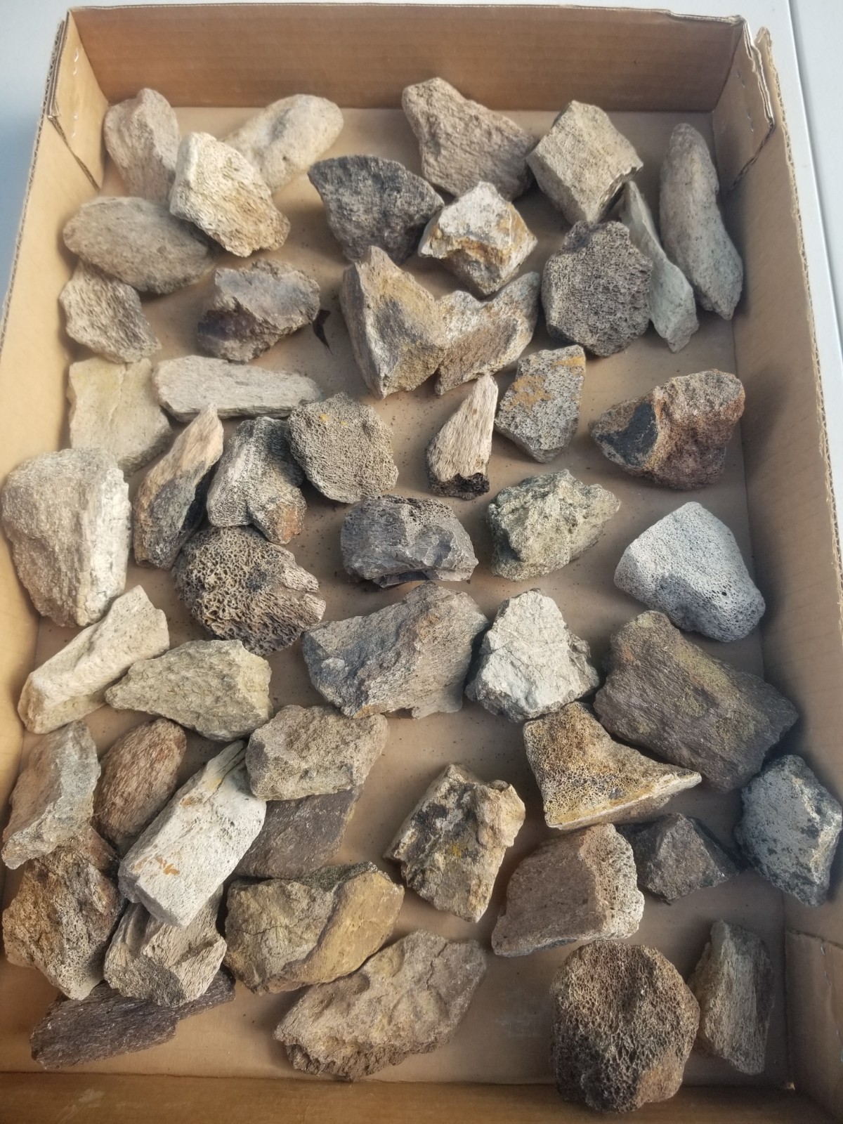 Nice 50 Piece Triceratops Bone Fossil Assorted Lot 5+LB Cretaceous Hell Creek MT