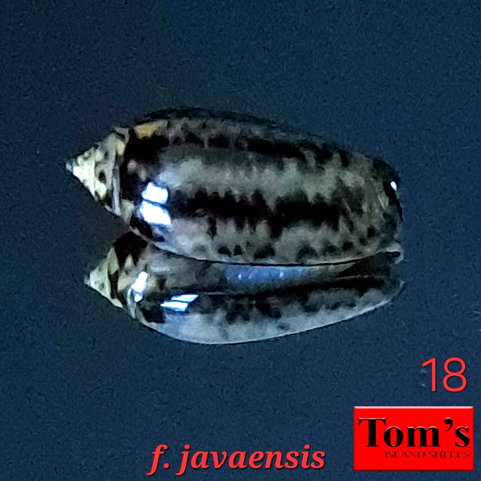 Oliva tigridella f. javaensis #18  22.6mm GEM GORGEOUS BEAUTY from East Java