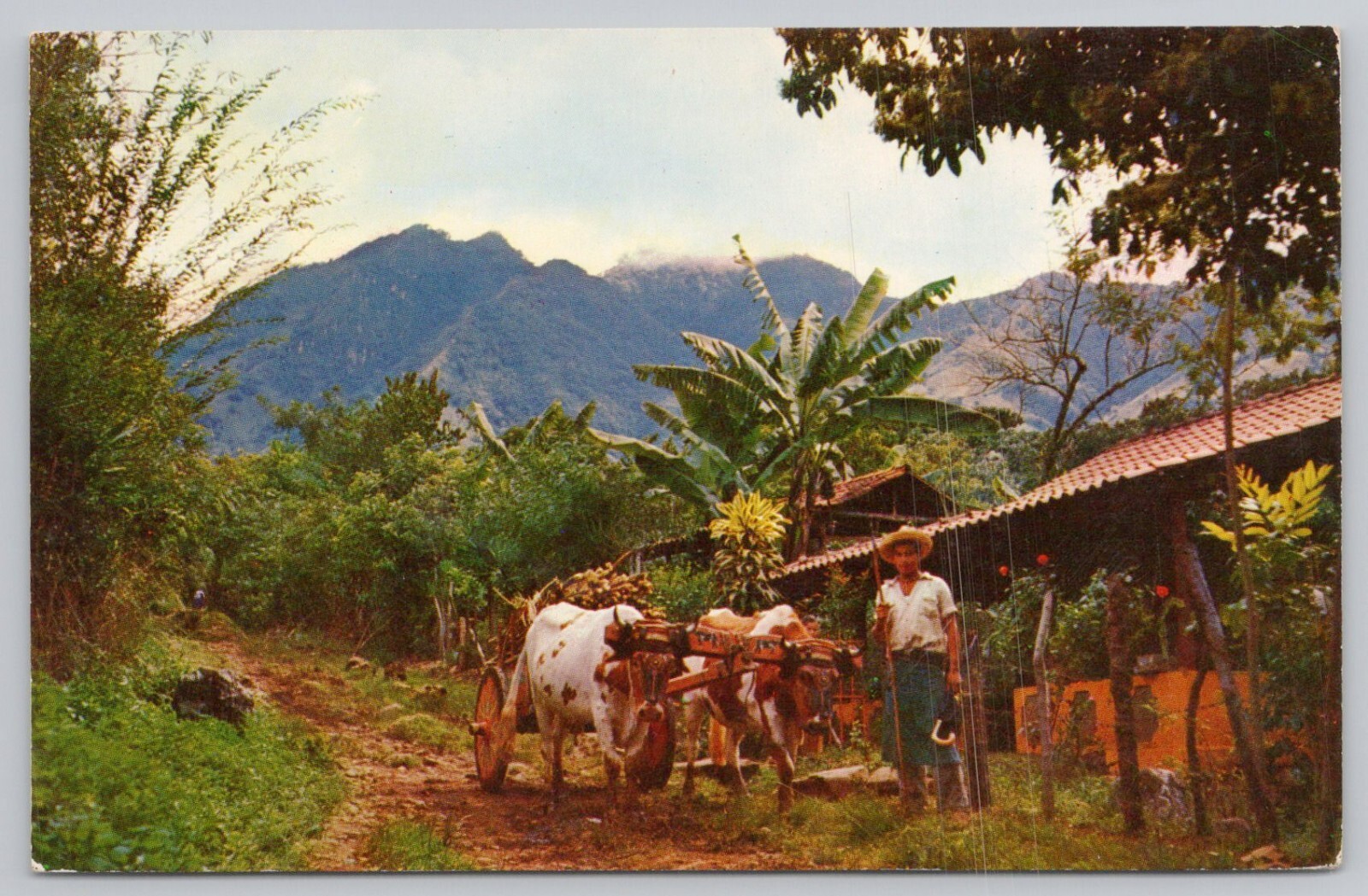 Postcard Typical Scene in Mountains of Costa Rica with Farmer's Home and Ox-Cart