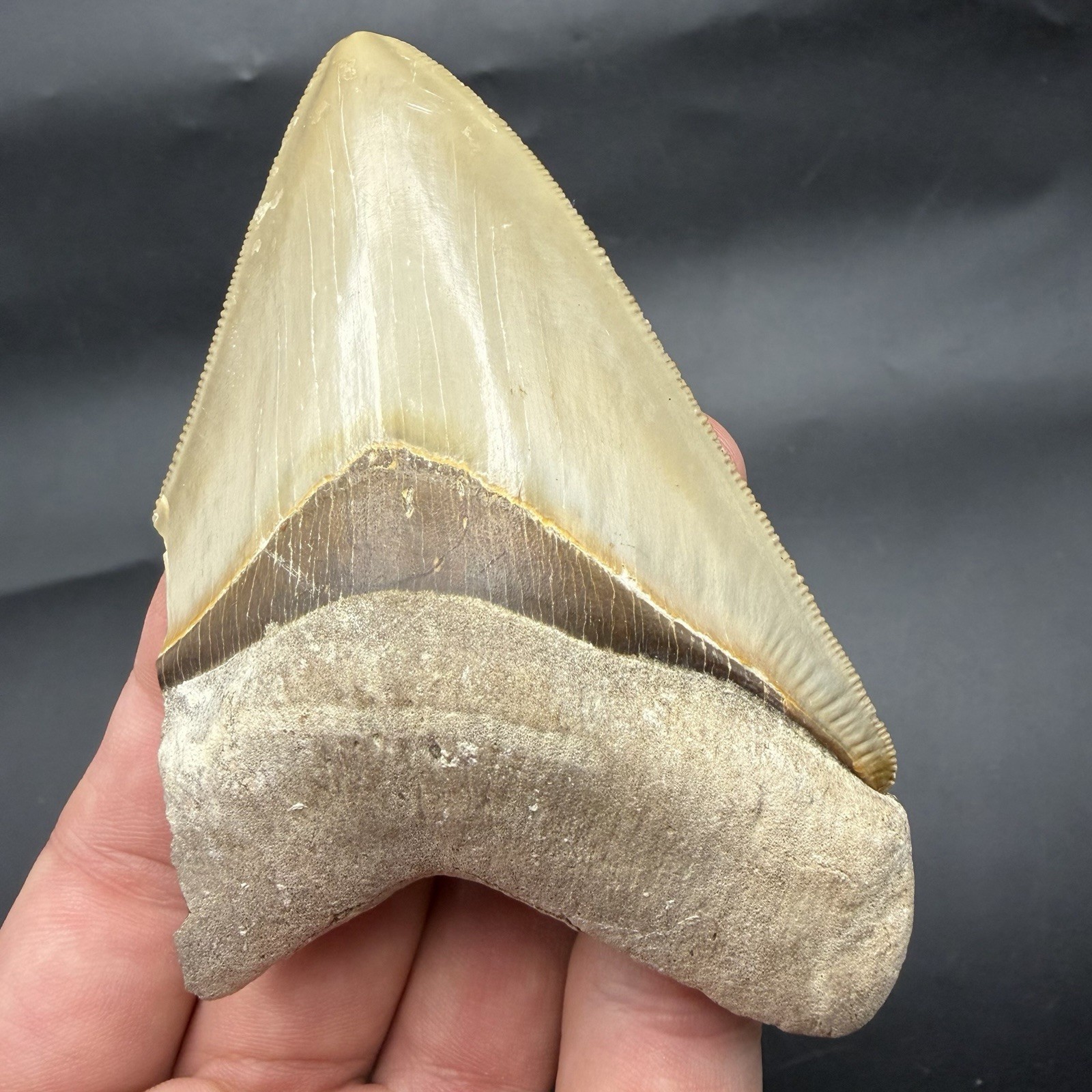 HEARTBREAKER MEGALODON SHARK TOOTH FOSSIL SWFL 3.95” NO REPAIRS