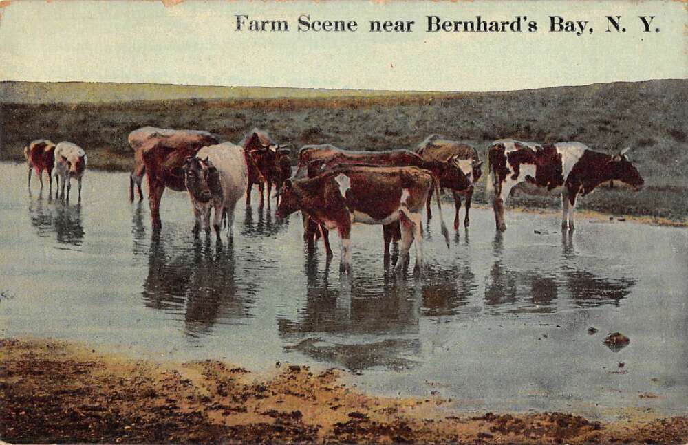 Bernhard's Bay New York Farm Scene Cows Vintage Postcard AA50720