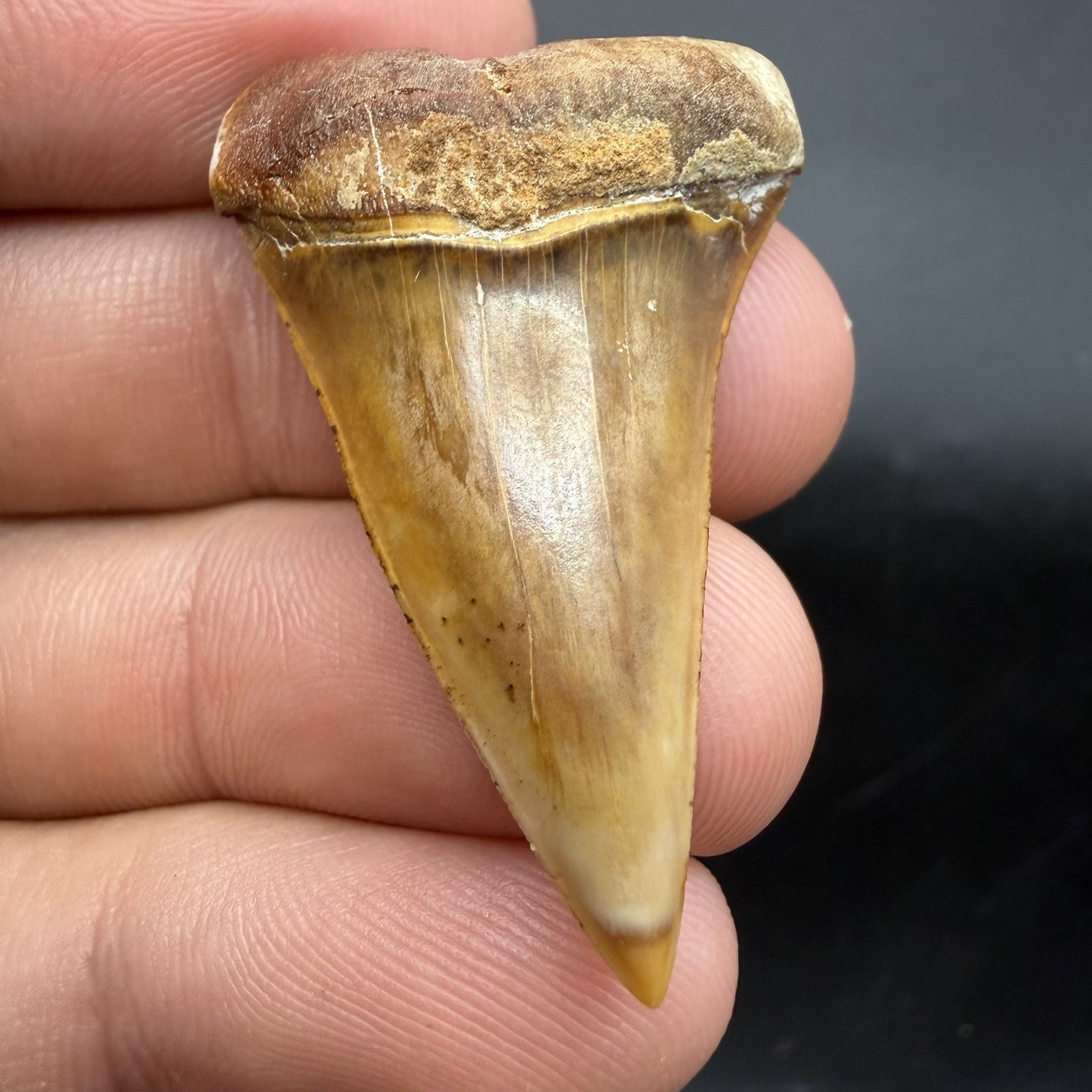 Megalodon Era Mako Shark Tooth Peru - Rare Colors 1.65”