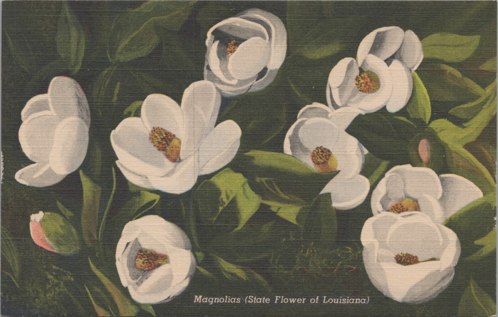 c1930s Postcard New Orleans, Louisiana Magnolias State Flower 4910.4